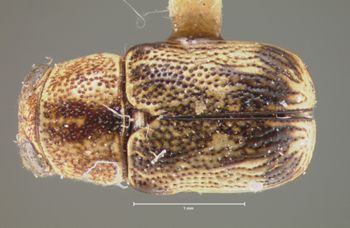 Media type: image; Entomology 8760   Aspect: habitus dorsal view